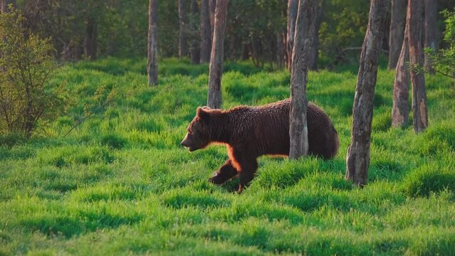 Brown Bear Standing and Eating in Forest. ProRes Mov 422HQ 10Bit.