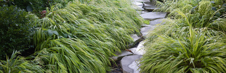 Pathway of Chartreuse Green and white Variegated Hakone aureola, Japanese forest grass  along a...