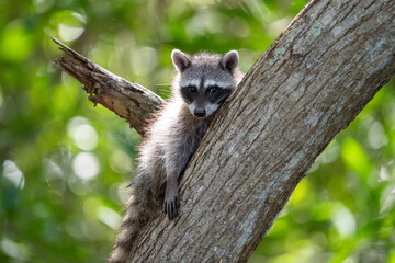 Obraz premium Common raccoon