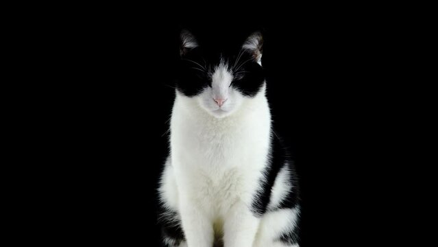 Sitting cat with closed eyes on black background