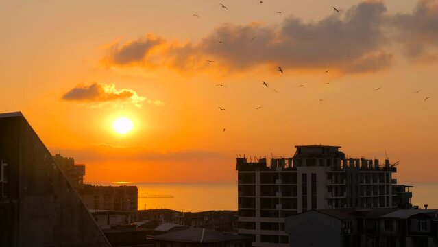 Silhouettes of seagulls are flying over the roofs of apartment buildings against warm sunset sky in the evening. Freedom, wildlife and nature concept