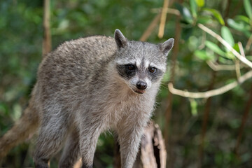 Common raccoon