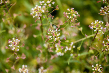beautiful bright flowers on green grass