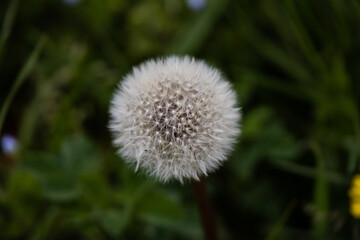 dandelion in the grass