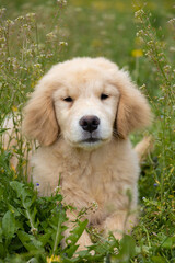 golden retriever labrador puppy in grass