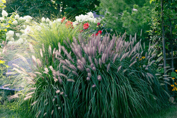 Perfect lighting on tranquilizing ornamental fountain grass, bottlebrush grasses, Pennisetum...