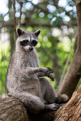Common raccoon