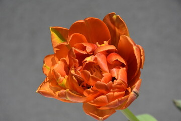 Tulipan wiosną, kwiat