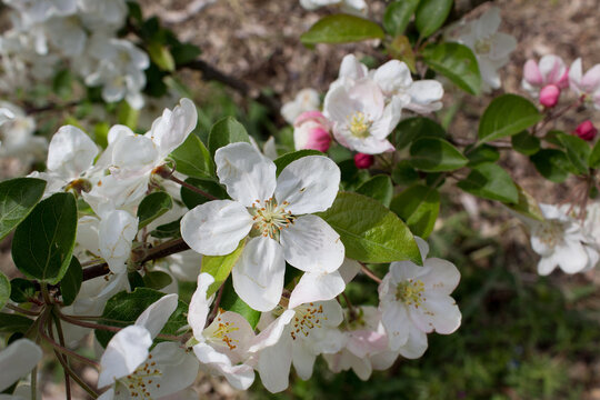close up of white apple tree blossom into green spring garden