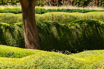 Jardim com arbustos formando ondas. 