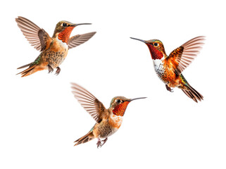 Obraz premium Set of Three of The Beautiful Endangered Rufous Hummingbird - Selasphorus Rufus - Isolated on a White Background - Generative AI.