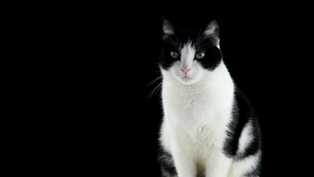 Cat with scared look on a black background