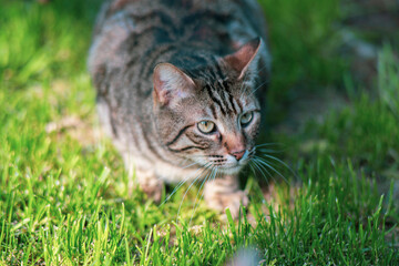 stray cat portrait photo shoot. natural area and cats.