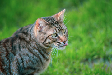cute cat with tongue sticking out. stray cat portrait photo shoot. natural area and cats.