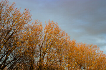 Diagonal row of treetops with blue sky background