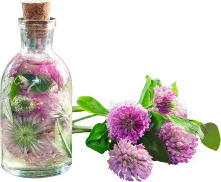 Red clover tincture or infusion and clover flowers bunch, isolated.