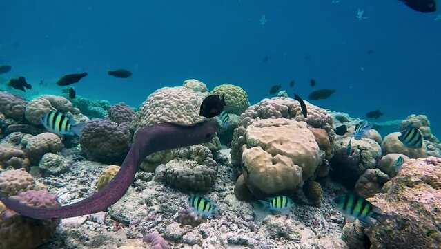 Giant moray eel is swimming and hunting over tropical coral at a coral garden in reef of Maldives island in wide angle video camera mode