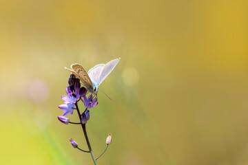 A beautiful blue little butterfly drinks nectar from a purple wildflower. Colorful background in spring landscape. A common blue butterfly. Polyommatus icarus.