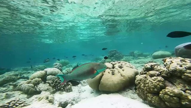 Spotted parrotfish and surgeon fishes are swimming over tropical coral in coral garden in reef of Maldives island in wide angle video camera mode