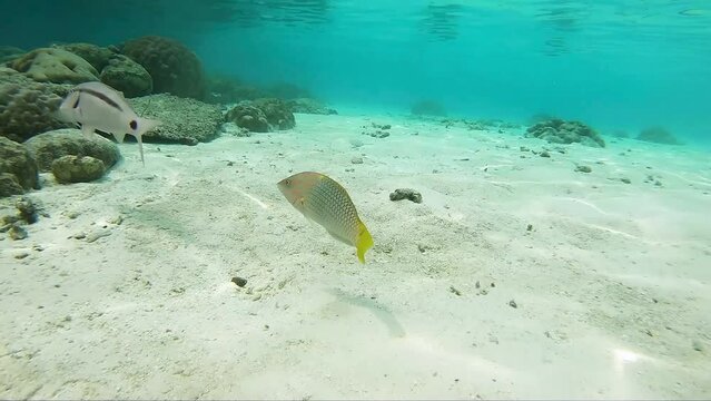 Long-bearded goatfish and checkerboard wrasse swimming and hunting over open sandy bottom at the edge of an island in the Maldives in wide-angle video mode