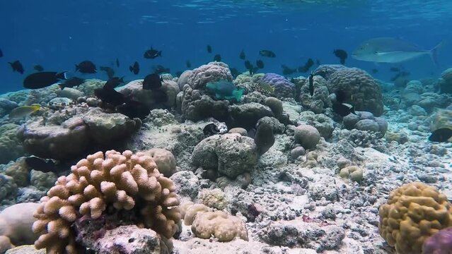 Giant moray eel is swimming and hunting over tropical coral with Sergeant fishes, surgeonfishes and bluefin trevally at a coral garden in reef of Maldives island in wide angle video camera mode