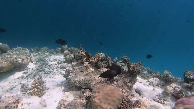 Titan Triggerfish, grouper and moorish idol are in a feeding frency between tropical corals in coral garden in reef of Maldives island in wide angle video camera mode