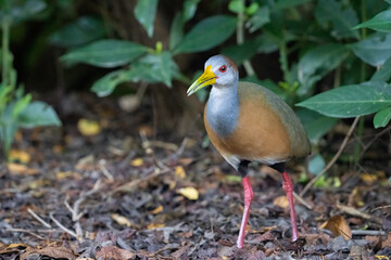 Fototapeta premium Russet-naped wood-rail