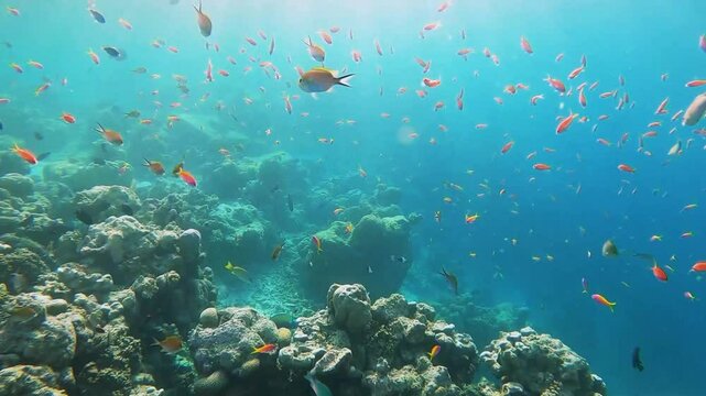School of margined anthias fish and grouper swimming over tropical coral in coral garden in reef of Maldives island