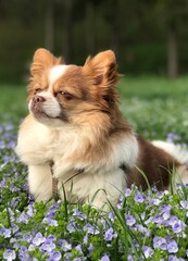 My chihuahua in the grass