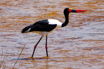 Saddle Billed Stork in water