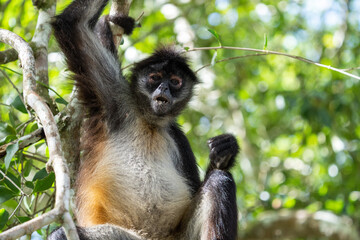 Yucatán spider monkey