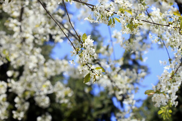 White flowers og cherry tree