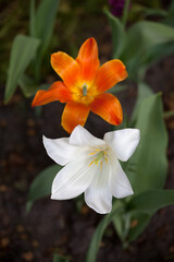 Fototapeta na wymiar Two tulip buds. Close-up view