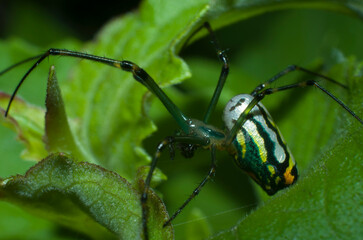 Araña tejedora de huerto, Leucage argyrobapta