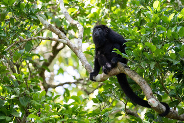 Guatemalan black howler monkey
