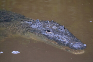 Morelet's crocodile in water