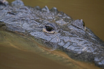 Morelet's crocodile in water