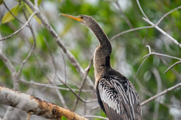 Fototapeta premium Anhinga