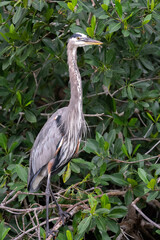 Great blue heron portrait