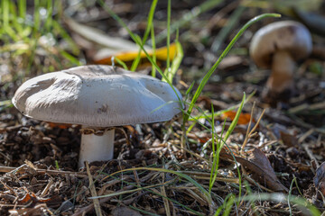 Two mushrooms (Agaricus campestris) in the grass.