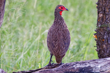 Swainson's spurfowl