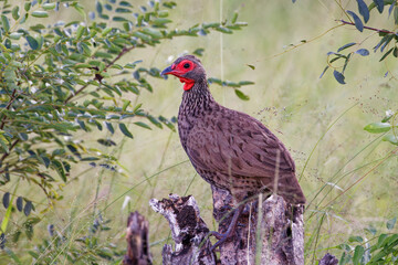 Swainson's spurfowl