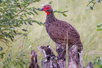 Swainson's spurfowl