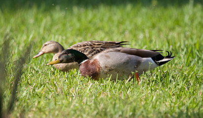 A male and female mallard pair on the move across the grass