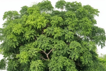 Fototapeta premium Majestic Green Tree with Lush Foliage. Generative AI