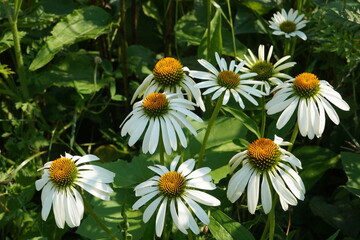Obraz premium Closeup of group of white echinacea flowers (echinacea alba, white-swan) with yellow centers and green leaves in a garden in summer