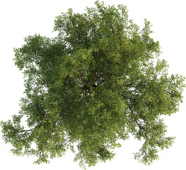 Top view of Oak Tree
