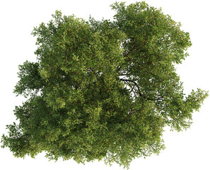 Top view of Oak Tree - Powered by Adobe