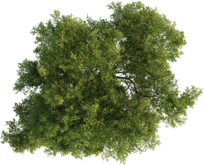 Top view of Oak Tree