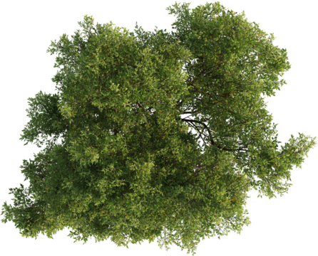 Top view of Oak Tree
